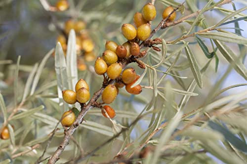 Hippophae rhamnoides 'Vitaminhochzeit' 40-60 cm - Sanddorn, orange Beeren, Erntezeit September-Oktober, vitaminreich, bienenfreundlich, winterhart