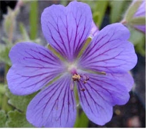 60 + GERANIUM PUSILUM Blue Orchidgeranio semi di fiori
