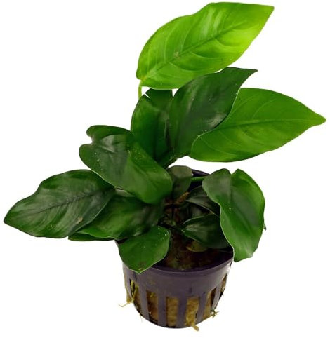 Plante vivante pour aquarium « Anubias Nana ».