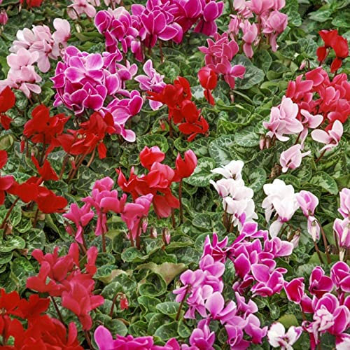 Saterkali Semi di ciclamino, 50 pezzi di semi di ciclamino Mini semi di fioritura perenne estetica Mixcolor naturale per giardino Fiore