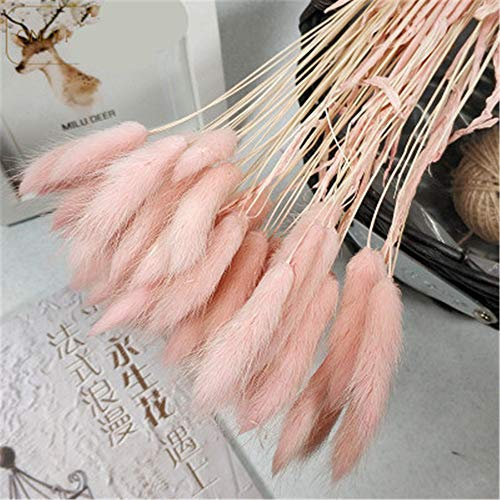 Deike Mild 60pcs Getrocknete Pampasgras Natürliche Getrocknete Gräser Pennisetum Schwanz Gras Getrocknete Blumen Trockenblumen für Hause Hochzeit Party Hotel Vase Deko 70cm (Hellrosa)