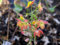 Staudenkulturen Wauschkuhn Epimedium warleyense 'Orangekoenigin' - Elfenblume - Staude im 9cm Topf