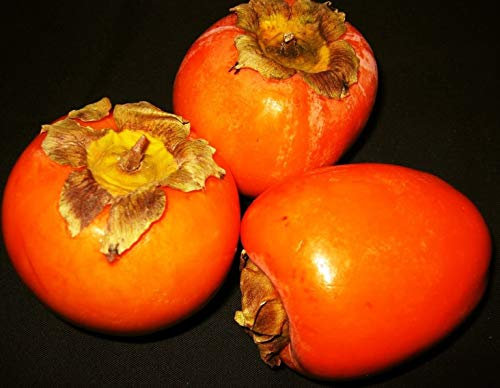 RWS 10 semillas Diospyros kaki, caqui, caqui, ciruela kaki, nuevo envío llegaron en 2017