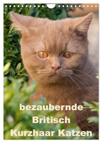 bezaubernde Britisch Kurzhaar Katzen (Wandkalender 2026 DIN A4 hoch), CALVENDO Monatskalender: Dieser Kalender zeigt Outdoor Fotos der wunderbaren Britisch Kurzhaar Katzen (CALVENDO Tiere)