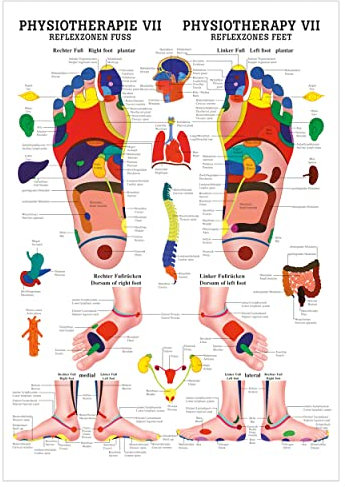 Sport-Tec Reflexzonen Fuss Poster Anatomie 70x50 cm medizinische Lehrmittel