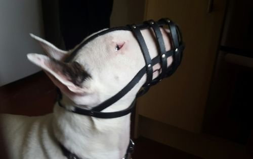 Maulkorb für Bullterrier und andere Rassen, leichtes Leder