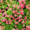 Rosa Lagerstroemia Samen Kreppmyrte 500 Blumensamen Nachhaltige Geschenke Hochbeete FüR Garten Bonsai Samen Lagerstroemia Indica Baum Balkonpflanzen Geschenk Garten