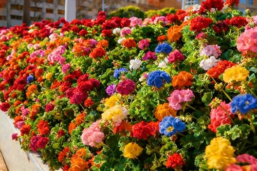 Mixrug Mix Geranium Seeds for Planting, 49pcs Rare Perennial Butterfly Geranium Flower Seeds Plants, Non-GMO Heirloom Rare Beauty Blooms Flowers Plants for Home Garden Outdoors Indoors
