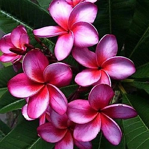 Luojuny Plumeria-Samen, 50 Stück/Beutel, Landschaftsbau, einfaches Pflanzen von lila Blüten, produktive Plumeria-Sämlinge für die Terrasse Plumeria-Samen
