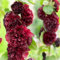 Mischen Stockrosen Samen (Alcea rosea) - 500 frische Samen für riesige Blütenkerzen - Winterharte Bauerngarten-Stauden in buntem Mix - Höhe bis 2,5m - Bienenmagnete