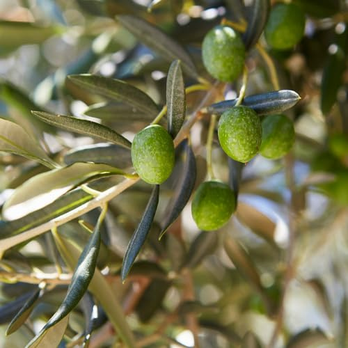 Pianta di ulivo, olea europea, pianta da olio o ornamentale, h130-150cm, età 2 anni (Bella di Spagna)