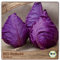 Samenliebe BIO Rotkohl Samen alte Sorte Kalibos mild-süßlicher Spitzkohl spitzer Kohl rot 100 Samen samenfestes Gemüse Saatgut für Gewächshaus Freiland und Balkon BIO Gemüsesamen