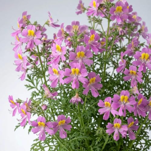 250 Semi di Fiore di Farfalla (Schizanthus wisetonensis) - SemiSelvaggio Permacultura