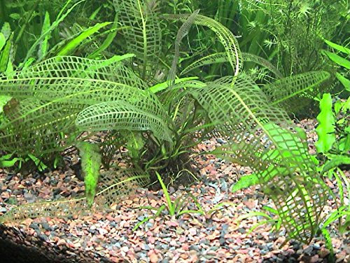 AquaPlants APONOGETON FENESTRALIS Madagascar Lace Bulb+Leaf