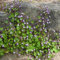 lumixx Stauden Cymbalaria muralis – Mauer-Zimbelkraut, winterhart, hell-violett blühend, Bodendecker, mehrjährig, im 0,5L Topf, für Mauerfugen & Steingärten