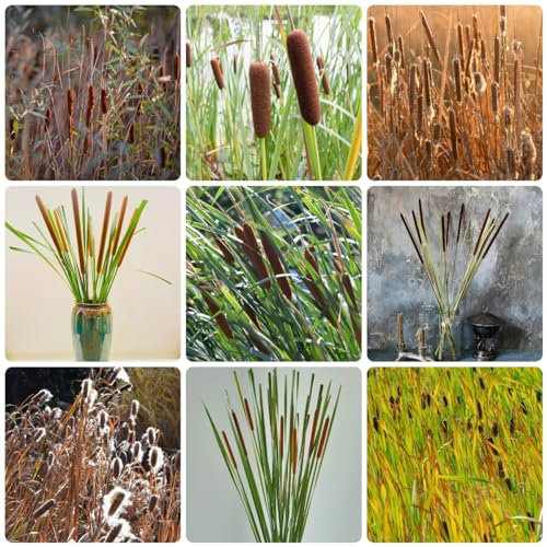 300 Pcs Zwergrohrkolben Typha Samen - Typha Orientalis - Gartenpflanzen Winterhart, Wohnzimmer Pflanzen Hydrokultur Pflanzen Wasserpflanzen (Typha Latifolia) Dachbegrünung Samen, Nachhaltige