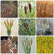 300 Pcs Zwergrohrkolben Typha Samen - Typha Orientalis - Gartenpflanzen Winterhart, Wohnzimmer Pflanzen Hydrokultur Pflanzen Wasserpflanzen (Typha Latifolia) Dachbegrünung Samen, Nachhaltige