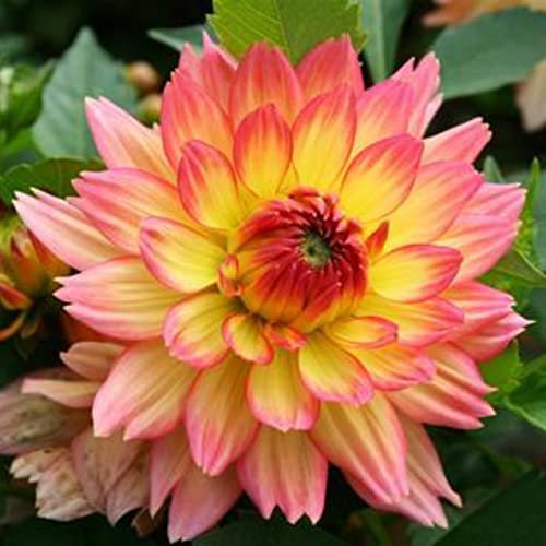 Dahlien knollen winterhart,Dahlienzwiebeln Winterharte Stauden Geeignet für die Gartenbepflanzung, sehr dekorativ-10zwiebeln-H