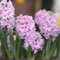 Hyazinthen zwiebeln winterhart,Hyazinthen knollen kaufen,duftend, einfach zu züchten, Blumenzwiebeln, Grünpflanzen, Garten, große Blumen-4zwiebeln-E