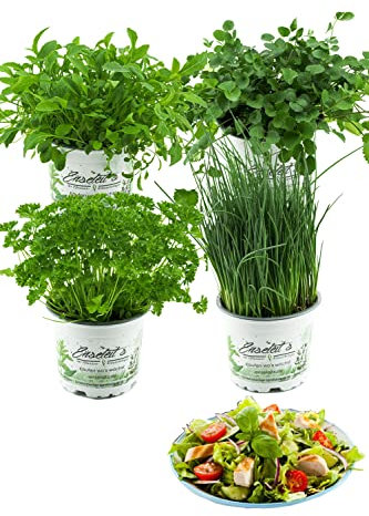 Salatkräuter-Set, 4 Frische Kräuter Pflanzen, Schnittlauch, Rucola, Pimpinelle & Petersilie