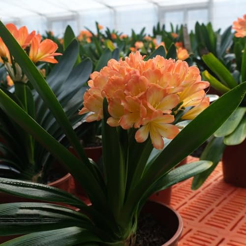 150 pcs Clivia pflanze samen - küchenkräuter plant exotische pflanzen Clivia miniata, kräuterbeet indoor garten geschenk dekoration zimmerpflanzen wenig lichtbedarf balkon deko zimmerbonsai