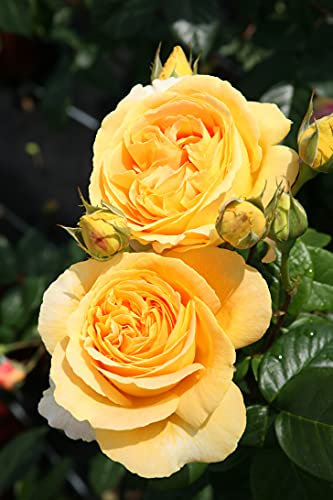 Edelrose Candlelight in goldgelb - Duftrose winterhart - Rosen-Blüte in goldgelb - Rose stark duftend im 5 Liter Container von Garten Schlüter - Pflanzen in Top Qualität