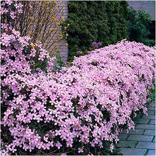 Clematis Montana Pink 'Rubens' X 3 Large Plug Plants for Potting on by Growtanical