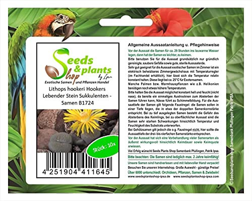 Stk - 10x Lithops hookeri Hookers Lebender Stein Sukkulenten - Samen B1724 - Seeds & Plants Shop by Ipsa