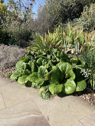 Bergenia Ciliata Dumbo |Giant bergenia |Plug Plant