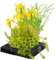 vdvelde.com - Filterpflanzen Eiland - 25 cm - - wasserpflanzen- 4 Pflanzen- Platzierung: lose im Wasser