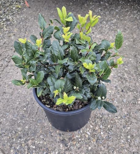 Agrifoglio 'Ilex Nellie Stevens' a Palla - Pianta Vera in Vaso 24 cm - Vivai Giulian Giovani Piante