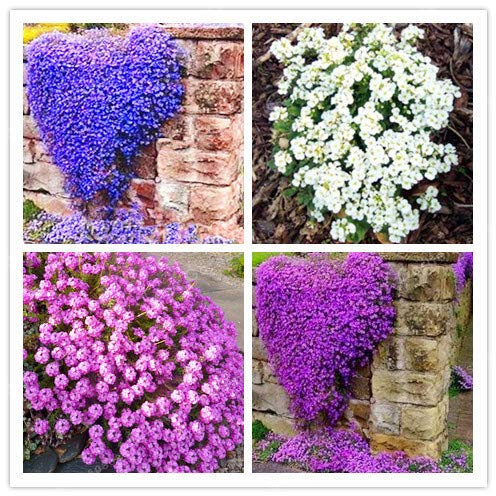 Mix : 100Pcs Creeping Thyme Seeds Flower Seeds Roce Cress Ground Seeds Carpet Evergreen Plant Easy to Grow for Garden Lawn