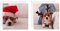 Hallmark's Gallery Collection Weihnachtskarten für wohltätige Zwecke, 10 Stück in 2 niedlichen Foto-Designs