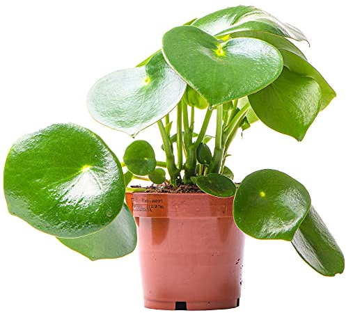 Peperomia polybotrya Raindrop | Pflanze für das Home Office (20-30cm Inkl Topf)