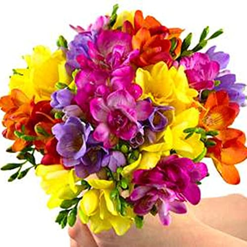 Freesien Zwiebeln, Freesie Ist KäLtebestäNdig, Freesien KöNnen Als Schnittblumen Verwendet Werden Freesie Duftet, Freesie Eignet Sich Zur Gartenbepflanzung, Pflegeleichte -5bulbs-F