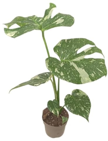 Planta natural Monstera bicolor Thai Constellation, 40 cm. Con hojas variegadas crema y verde, patrón único y elegante. Segura Garden.