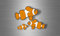 Akachafactory 3X Aufkleber Fisch Karpfen koi Angeln Angelsport Fisch korallen Clownfische