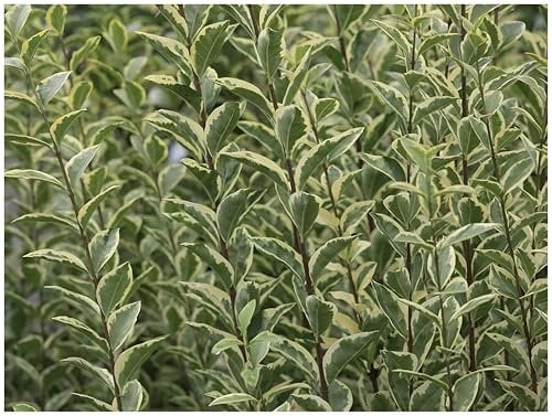 Stauden Gänge 100 x Ligustrum ovalifolium 'Argenteum' (Gehölz/Heckenpflanze/Winterhart/Mehrjährig/Immergrün) Weißbunter Liguster - Stilvolle Hecken für ein edles Gartenbild