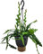 Plant in a Box - Epiphyllum Anguliger - Cactus Visto - Planta de interior de fácil cuidado - Suculenta de floración verdadera - Maceta 15cm - Altura 30-40cm