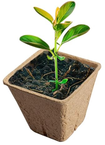 Uhngw Kompostierbare Pflanzgefäße Outdoor Anzuchtschale Blumen Keimstarter