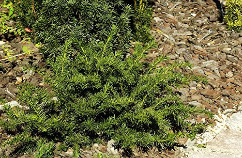 Eibe Tafeleibe Taxus baccata Repandens Containerware 30-40 cm hoch,