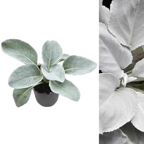 Carbeth Plants Senecio Candicans Angel Wings - Perennial Plant - 1 x 9cm Pot - Evergreen Outdoor Plants for All Year Round, Fully Grown - Unusual Hardy Garden