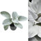 Carbeth Plants Senecio Candicans Angel Wings - Perennial Plant - 1 x 9cm Pot - Evergreen Outdoor Plants for All Year Round, Fully Grown - Unusual Hardy Garden