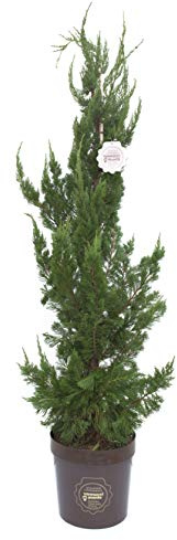Juniperus chinesis 'Kaizuka', Ginepro Pianta vera in vaso, Vannucci Piante, Pianta da terrazzo (cod. 7) (1x)