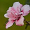 Gartenhibiskus Roseneibisch Pink Chiffon® Hibiscus syriacus Eibisch rosa gefüllte Blüte