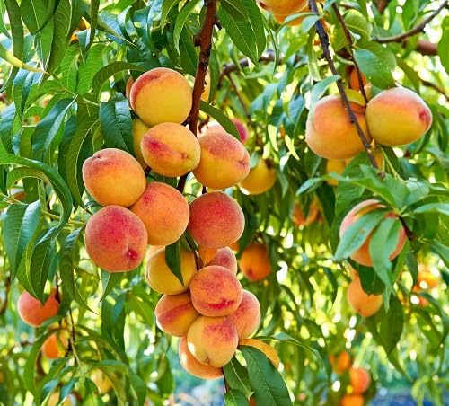 10pcs Fresh Peach Fruit Seeds