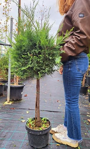 POWERS TO FLOWERS - CUPRESSOCYPARIS AUREA ALBERELLO, CONIFERA, CIPRESSO, vaso 22cm diametro, piante vere