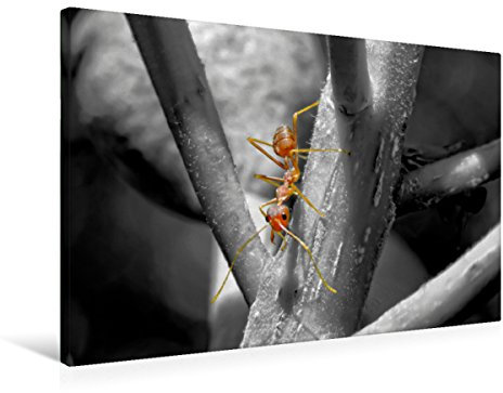 Premium Textil-Leinwand 75 x 50 cm Quer-Format Ameisen - Ordnung im Durcheinander | Wandbild, HD-Bild auf Keilrahmen, Fertigbild auf hochwertigem Vlies, Leinwanddruck von Peter Roder