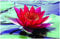 Lincolnshire Pond Plants Ltd Water Lily - Live Water Plant Aquatic Pond Lake Marginal (Loose Root, Selection - Red Lily)