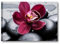 Fleur pierres noires 3 – cadre moderne 70 x 50 cm impression sur toile Tableau Fleur Orchidée Rouge Violet Pierres Noires Sassi Nature bain Relax ameublement maison wellness Centre Beauté SPA Hotel